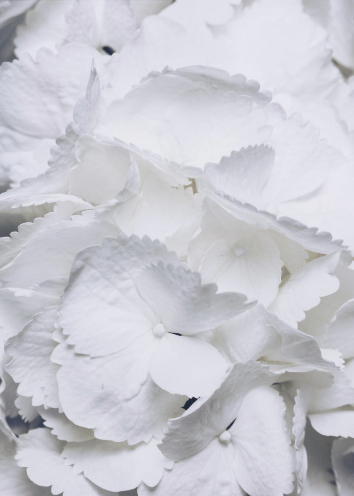 Delicate White Hydrangea Petals | Canvas