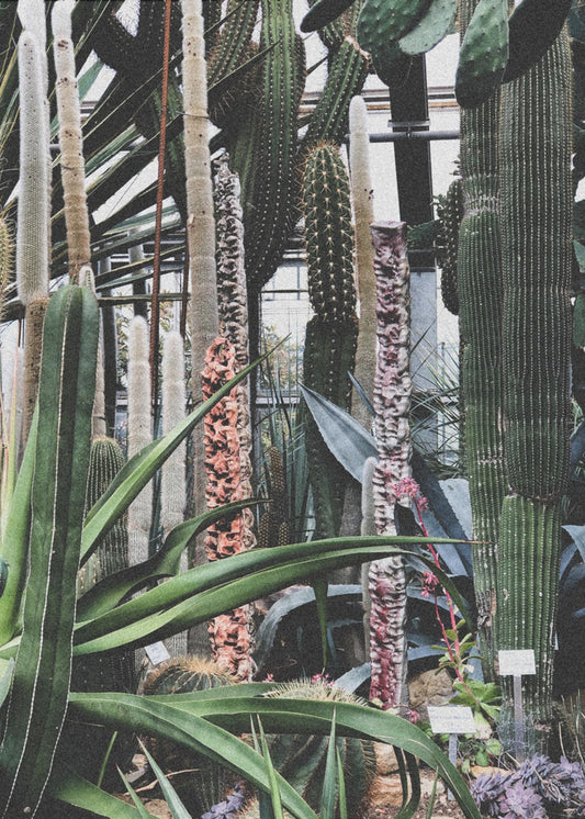 Cactus Sanctuary | Poster