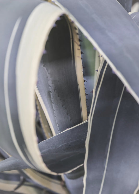 Spiraal van de natuur | Canvas