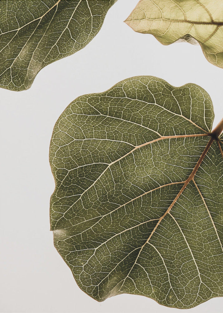 Leaf Vein Tapestry | Canvas