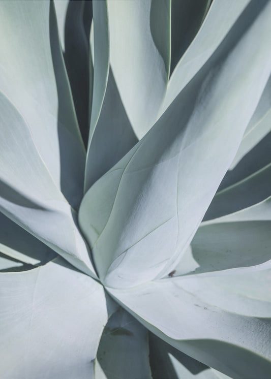 Sappige symfonie | Canvas