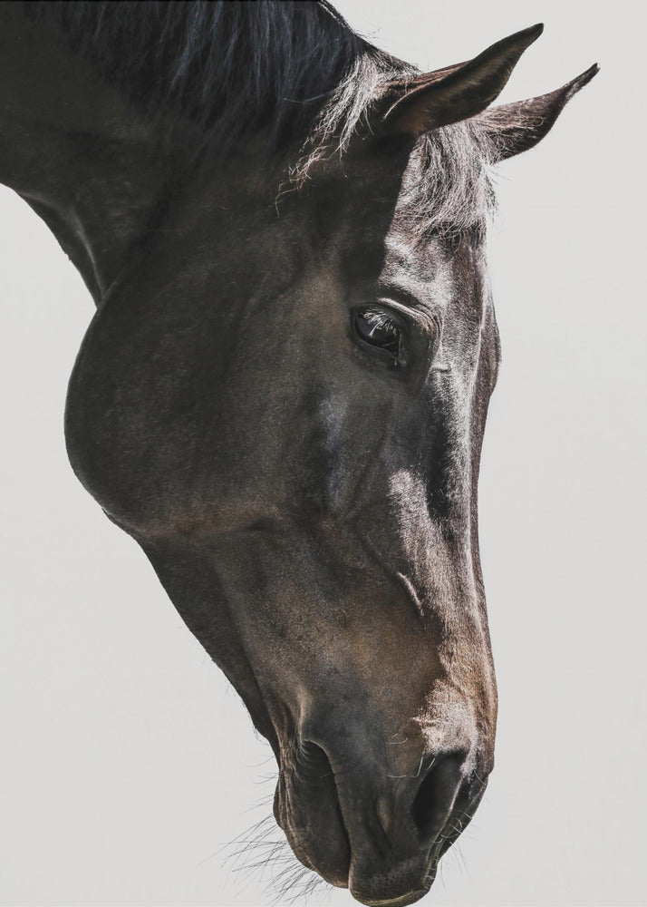 Gentle Equine Gaze | Canvas