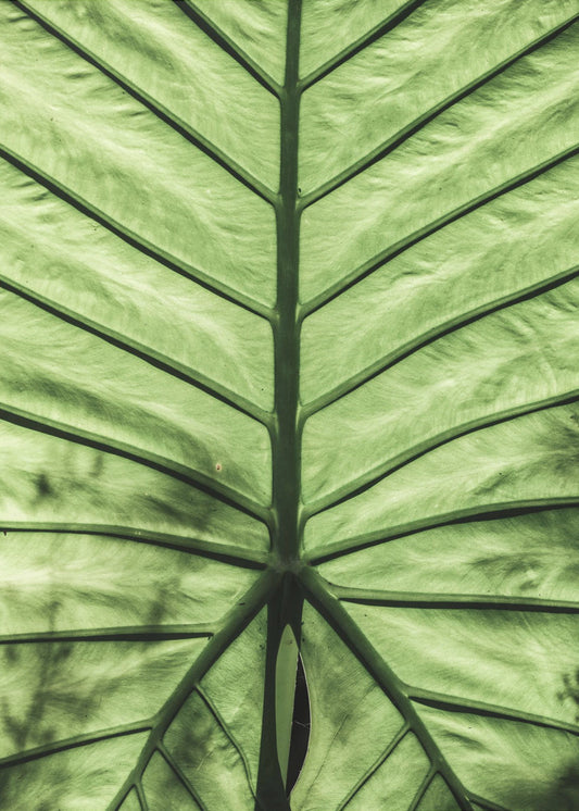 Bladadersymfonie | Canvas