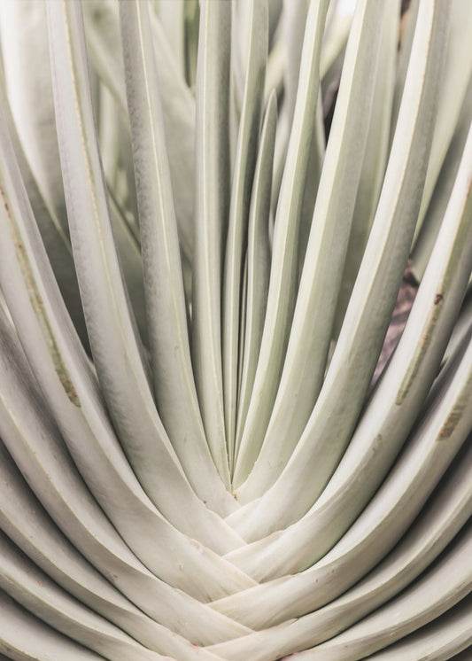 Woestijnwaaierdans | Canvas