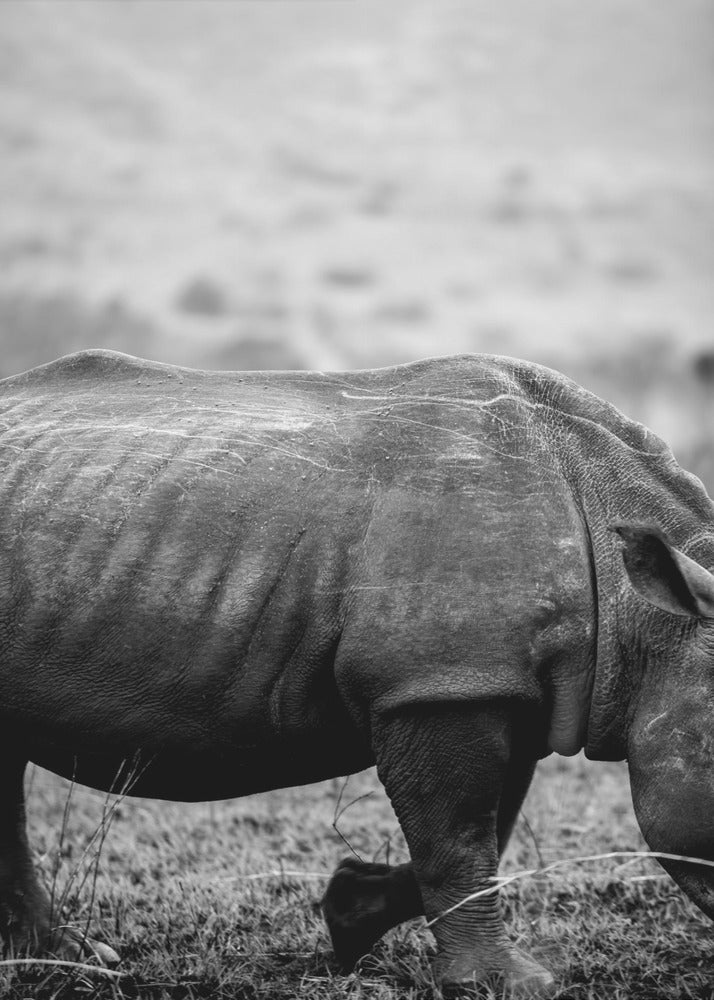 Zachte reuzenwandeling | Canvas