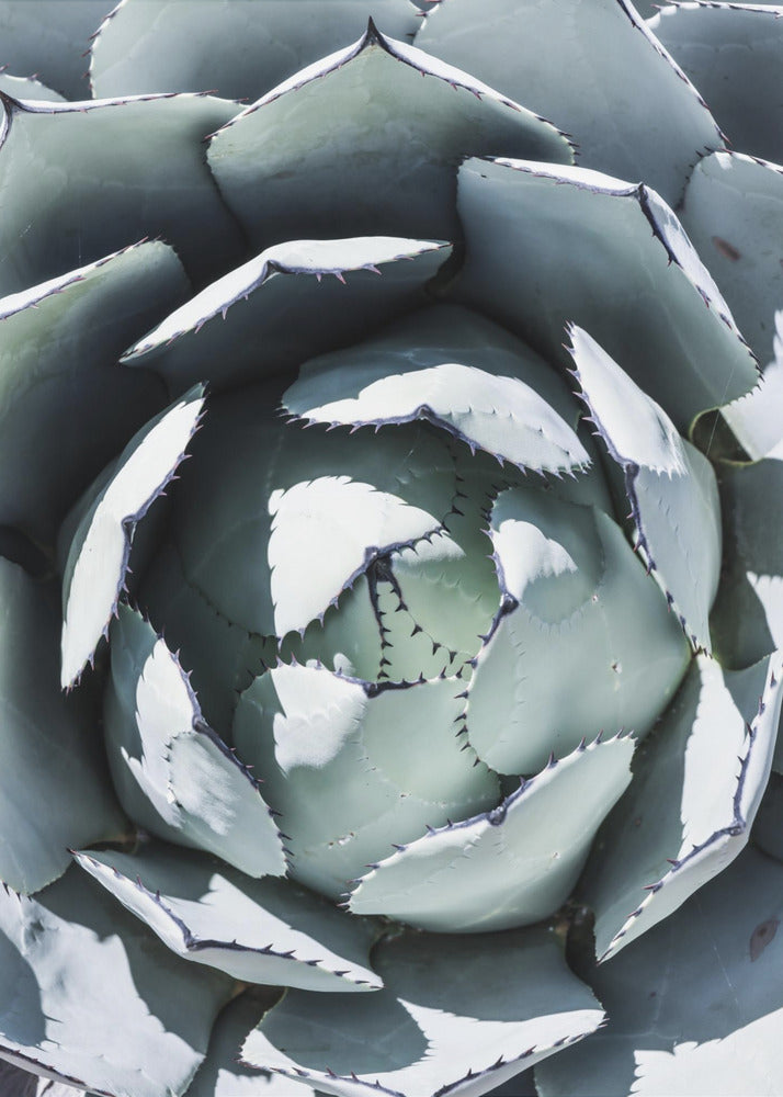 Agave Spiral Dance | Poster
