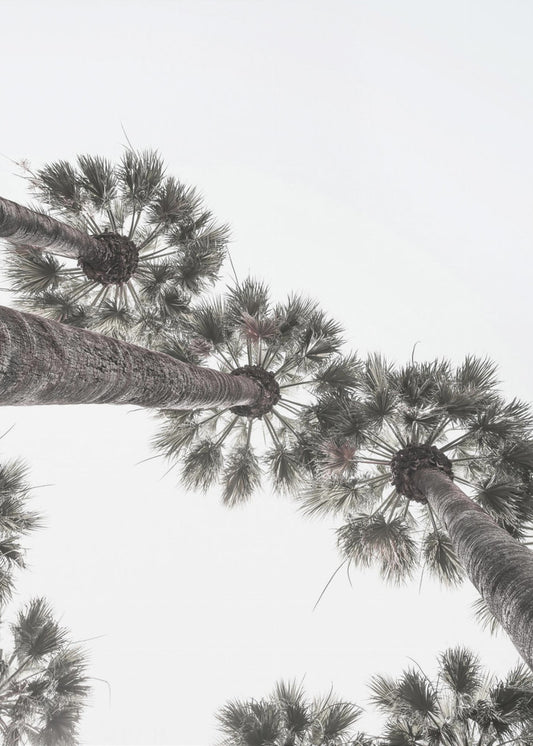 Skyward Palms | Canvas