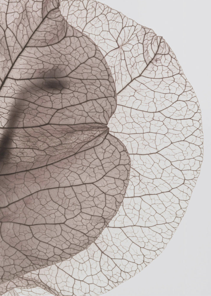 Aderen van de natuur | Canvas