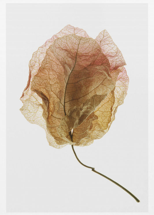 Geaderde elegantie | Poster