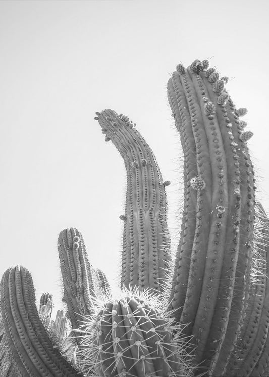 Woestijnreuzen | Canvas