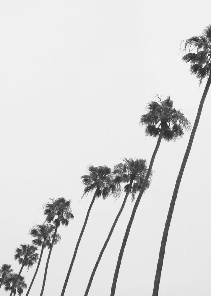 Hoge Palmenparade | Canvas