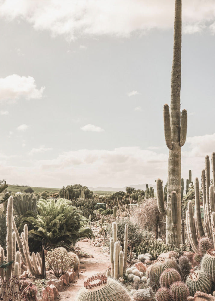 Cactus Farm | Poster
