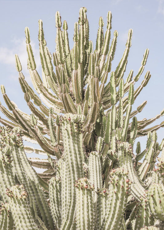 Cactussymfonie | Canvas