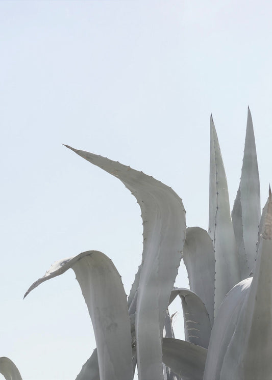 Azuurblauwe Agave Dromen | Canvas