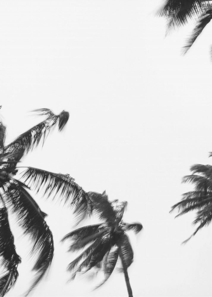 Swaying Palms | Poster