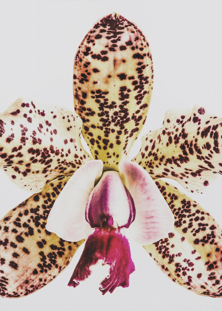 Gevlekte orchideeënuitbarsting | Canvas