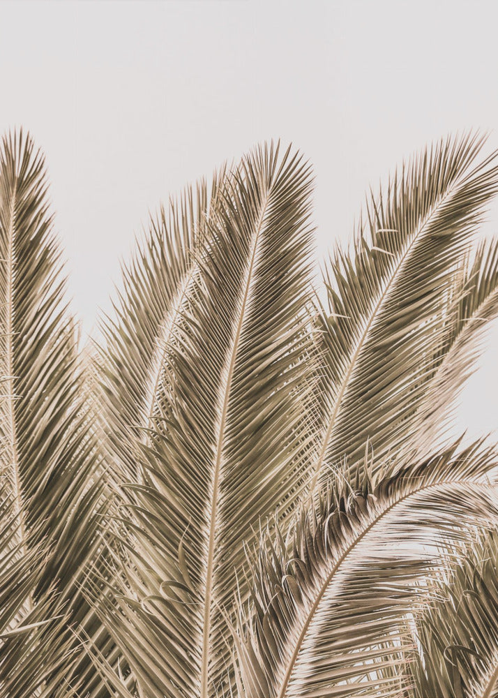 Windswept Palms | Poster