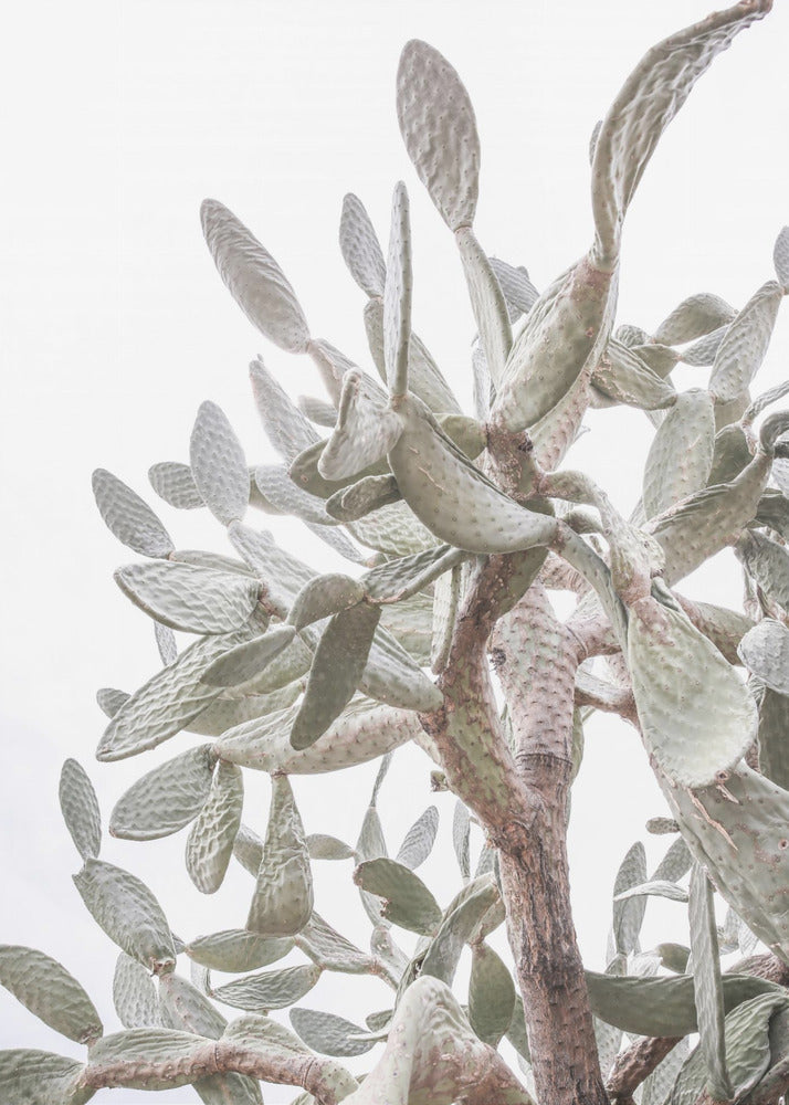 Cactus Fluisteringen | Canvas