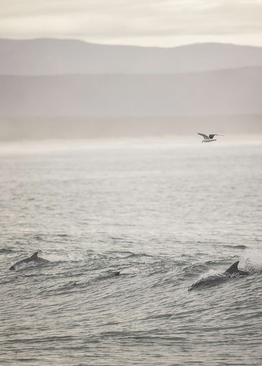 Ocean's Dance | Canvas