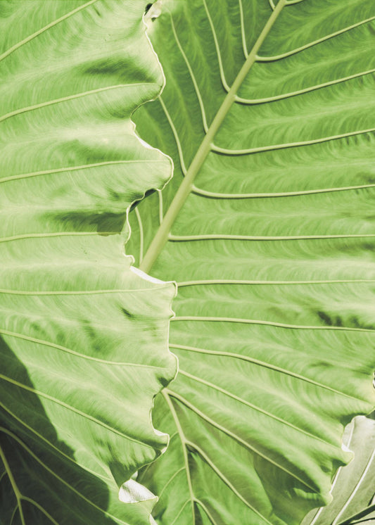 Groene golven | Canvas