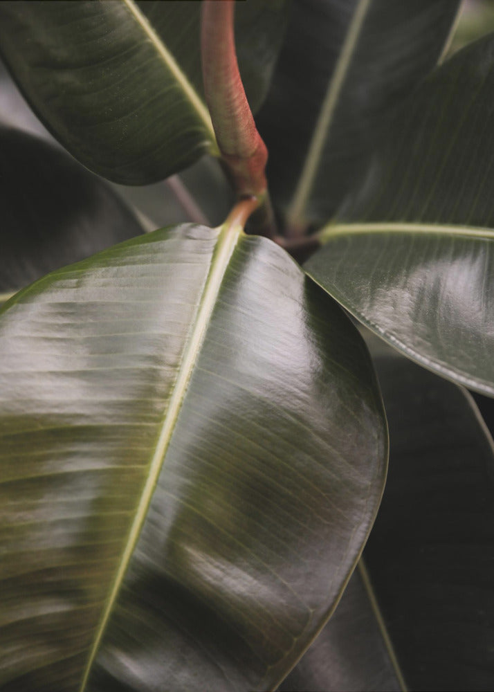 Glanzende blad elegantie | Canvas