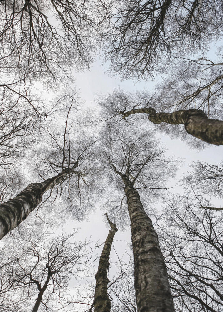 Winter's Omhelzing | Canvas