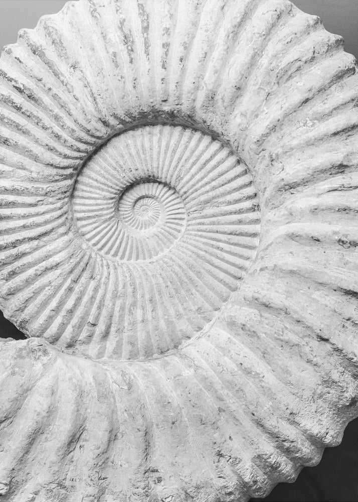 Ancient Spiral Dreams | Poster