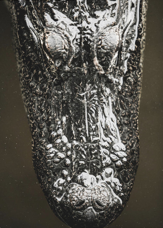 Glistening Apex | Canvas