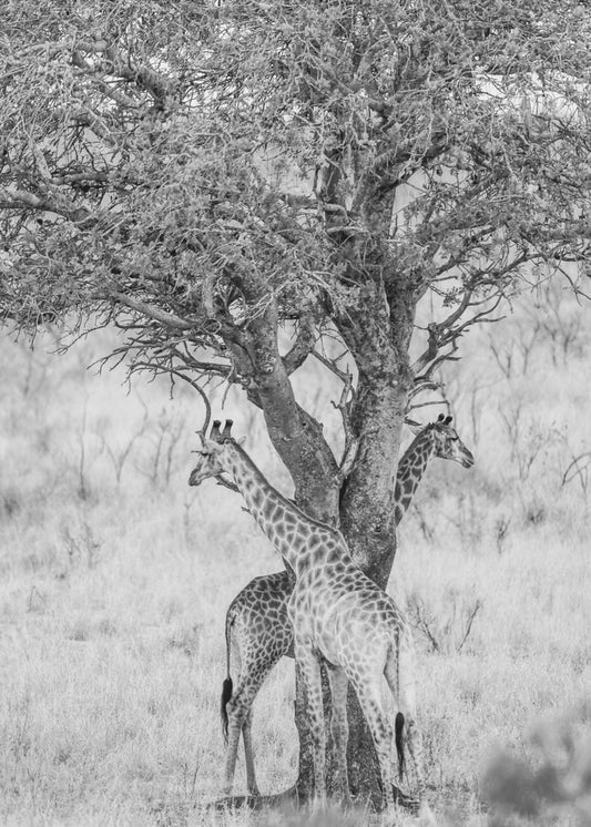 Onder de Afrikaanse lucht | Canvas