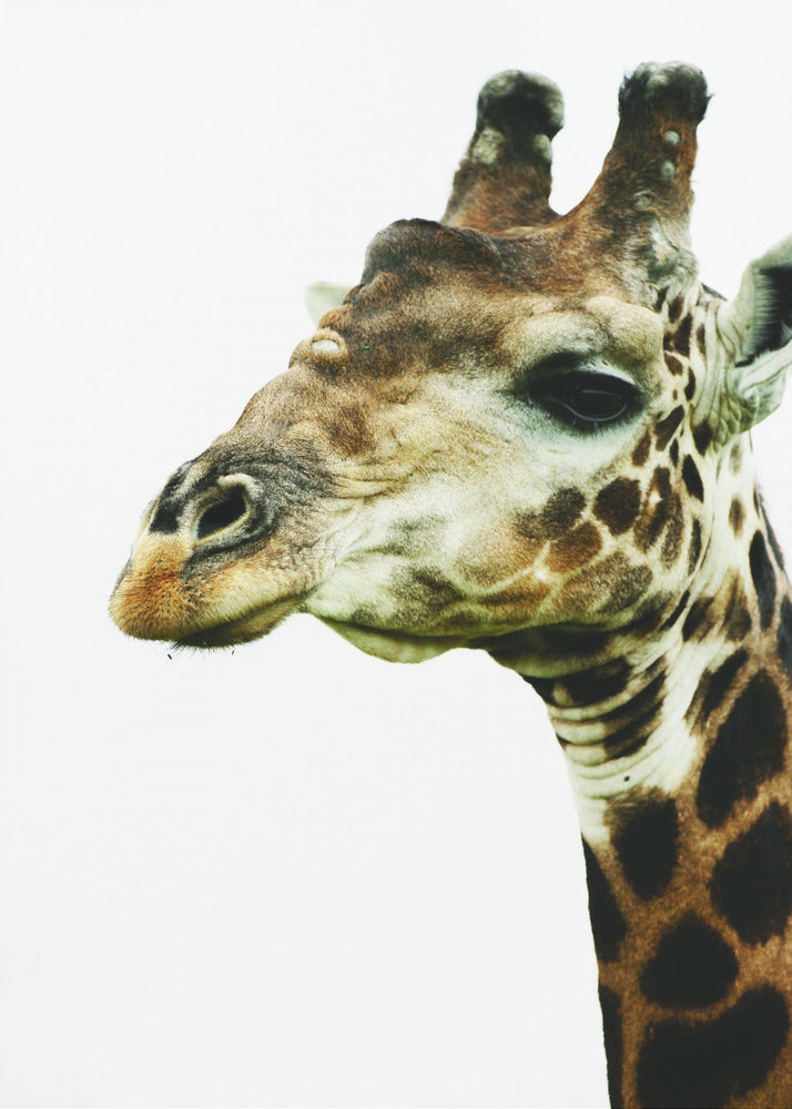 Giraffe's Graceful Gaze | Poster