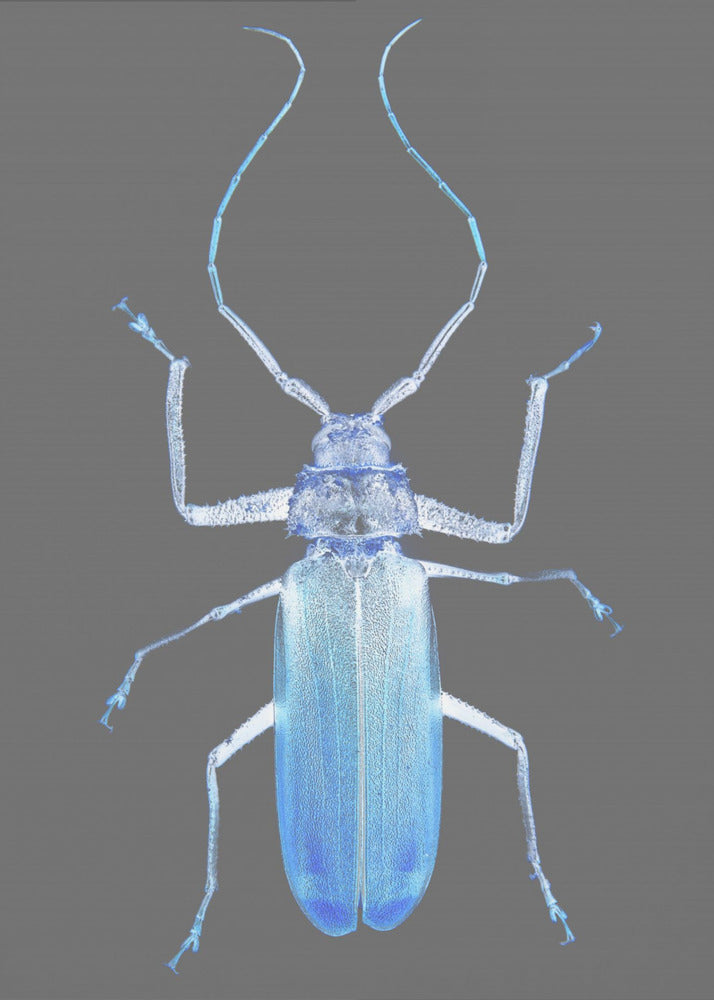 Neon Beetle Elegantie | Poster
