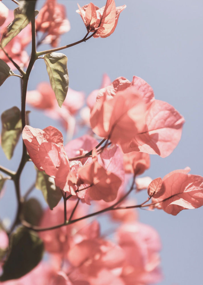 Bloesems in de bries | Poster