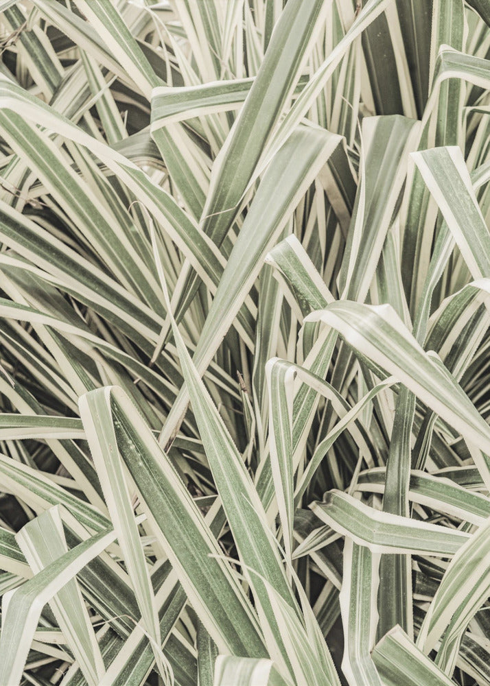 Groene Strepen | Poster