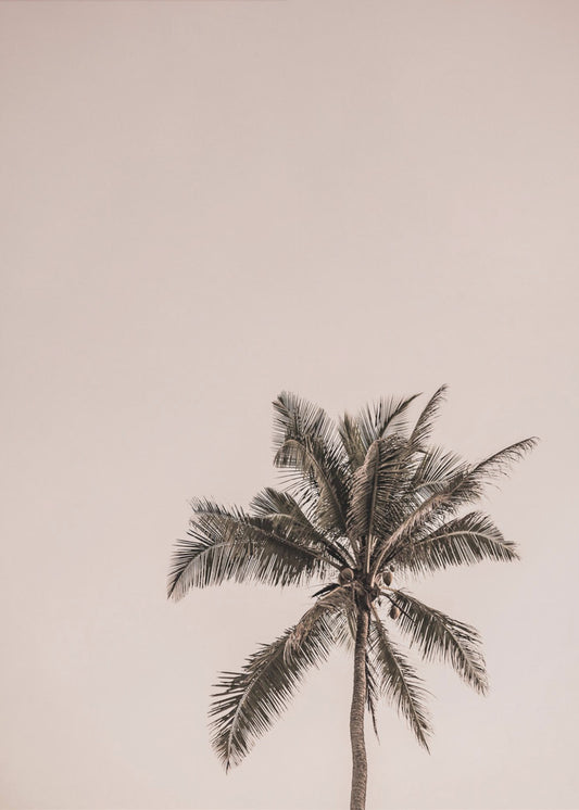 Roze Palm Serenity | Canvas