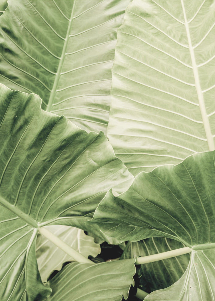 Groen gebladerte | Poster