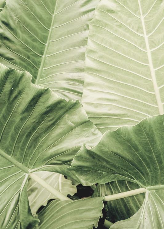 Groen gebladerte | Canvas