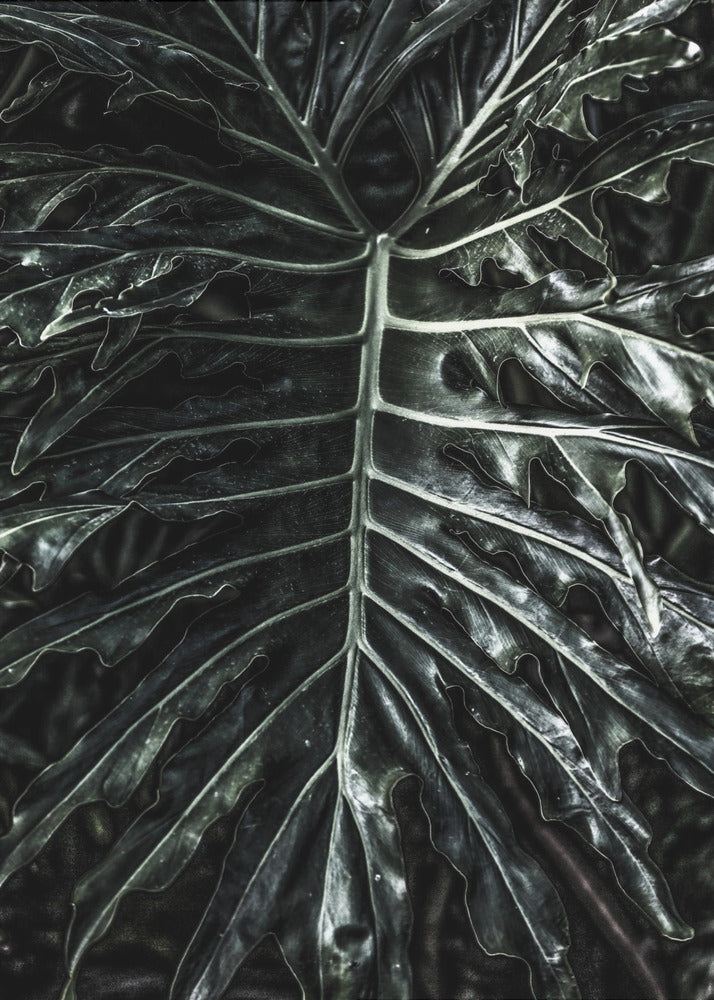 Donkere blad elegantie | Canvas