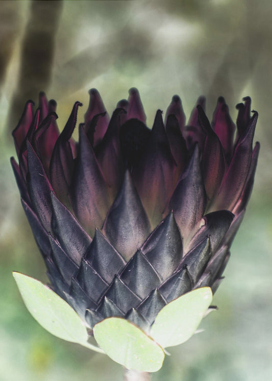 Schaduwrijke Bloesem | Canvas