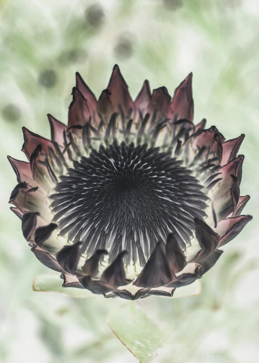 Mystieke Bloei | Canvas