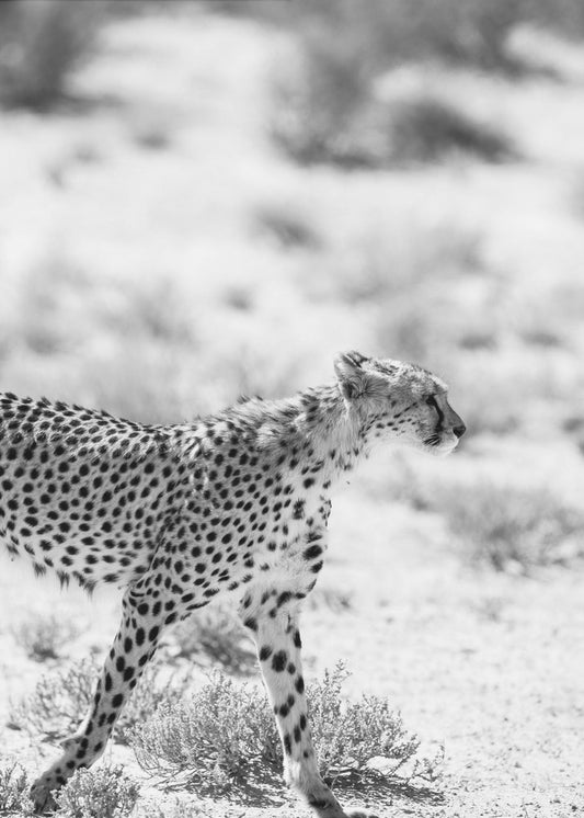 Cheetah's Grace | Canvas