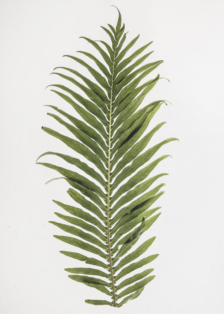 Fern Elegance | Poster
