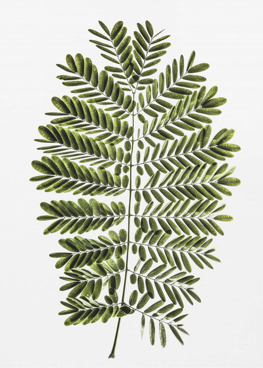 Fern's Symphony | Canvas