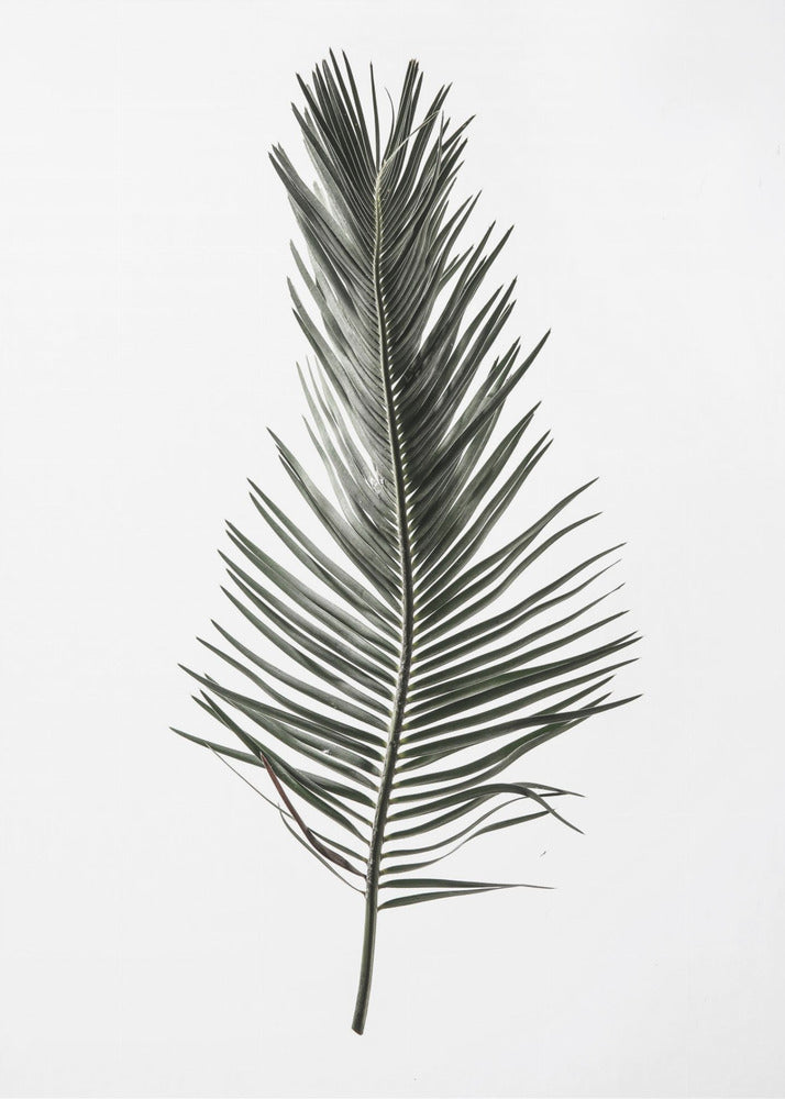 Feathered Frond | Poster