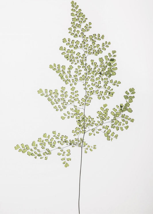 Varen Elegantie | Canvas