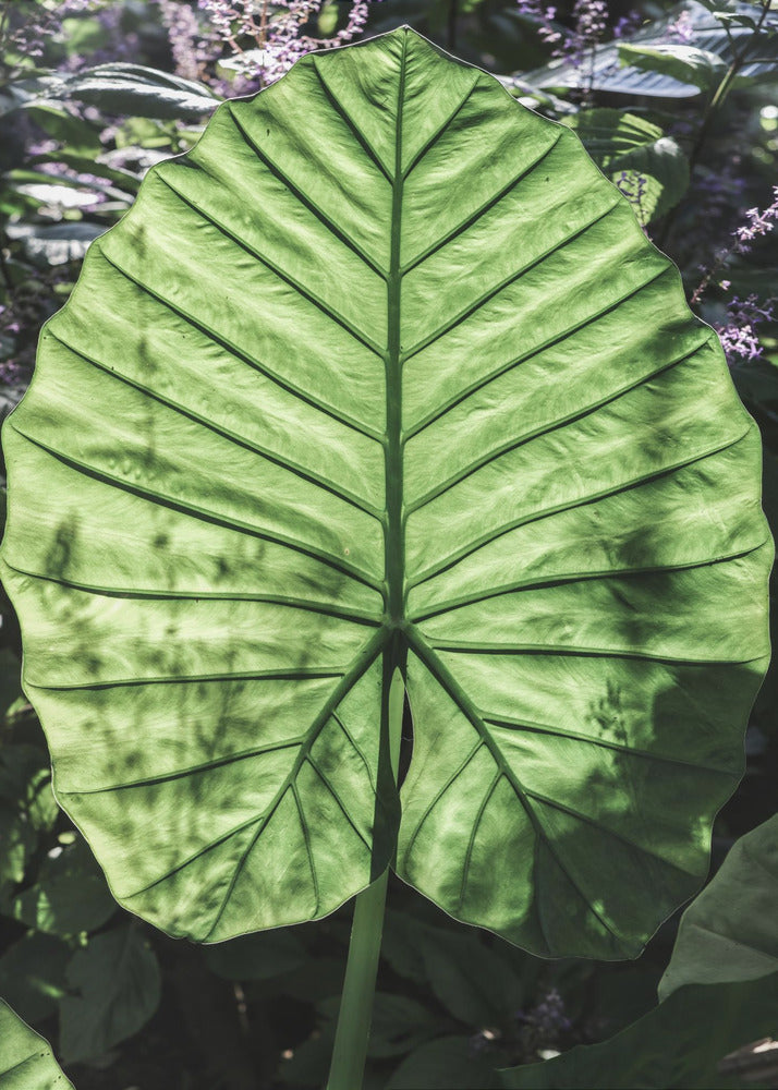 Groene Aderen | Canvas