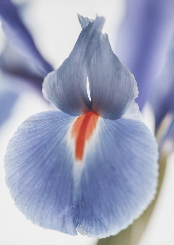 Bloesem Fluister | Poster