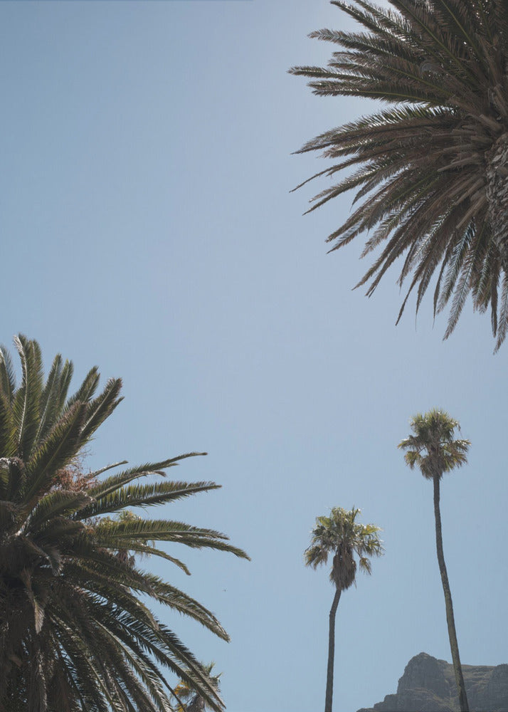 Zonnig Palm Heights | Poster