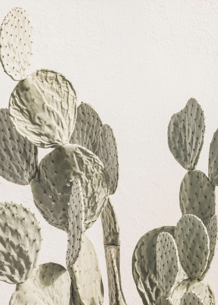 Cactus Sereniteit | Canvas