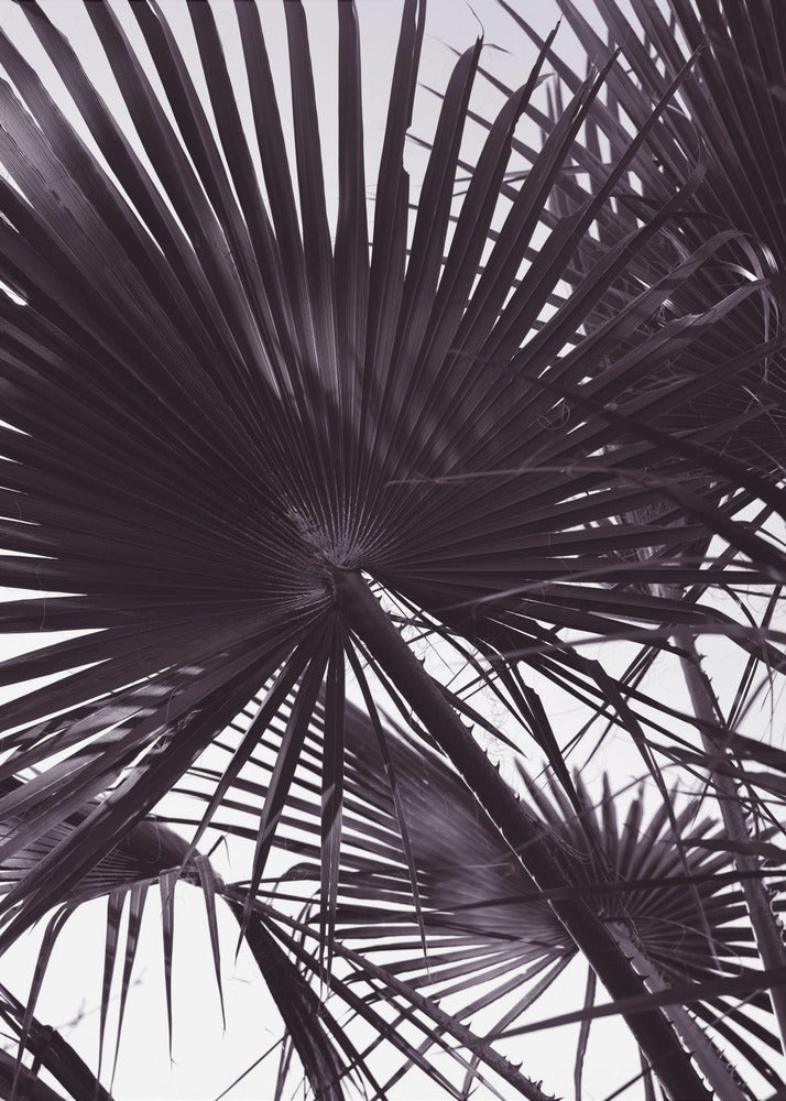 Palmsilhouet | Poster