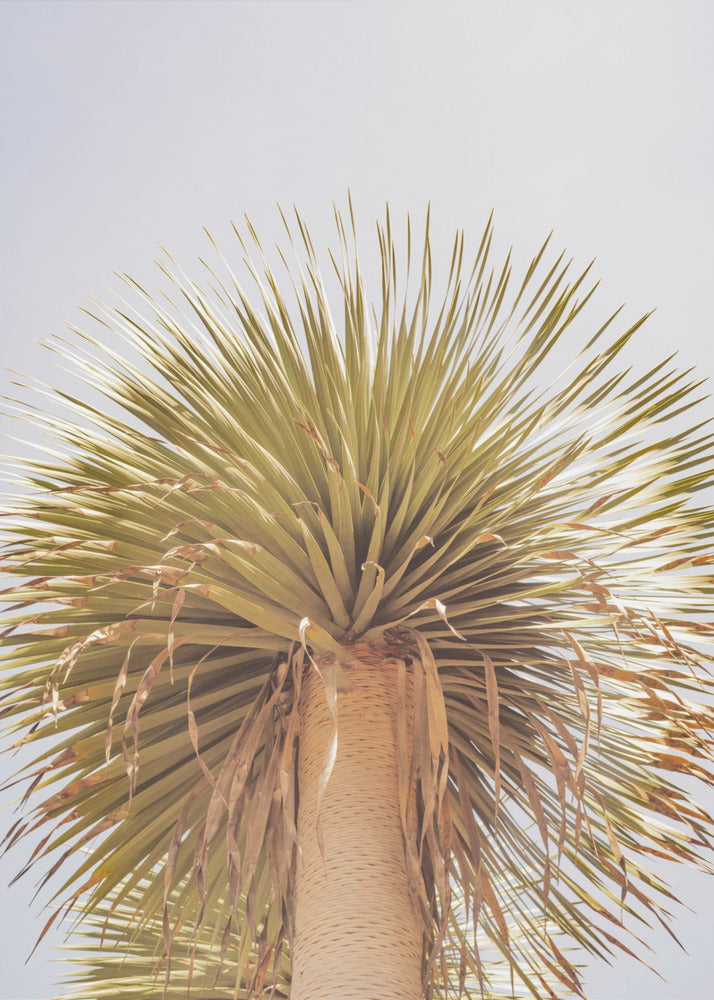 Desert Crown | Poster